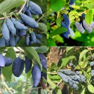 Комплект з 3-х жимолостей